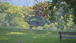 Swing and Bench